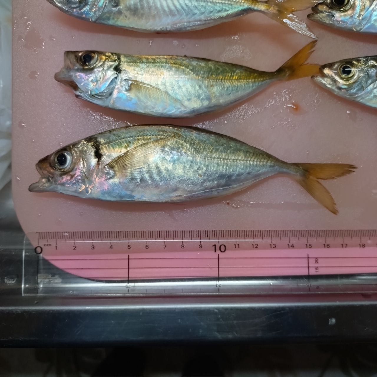 アジ
