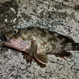 ガシラ