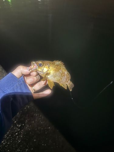 メバルの釣果