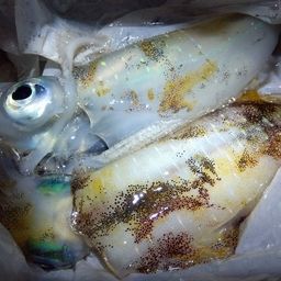 アオリイカ