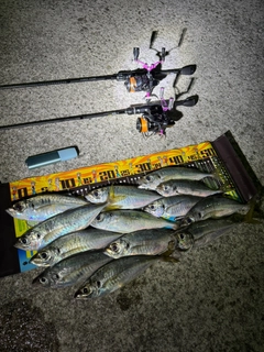 マアジの釣果
