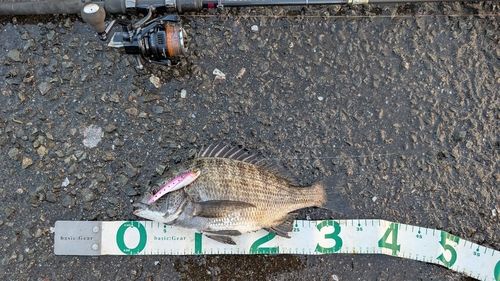 チヌの釣果