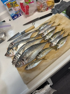 マアジの釣果