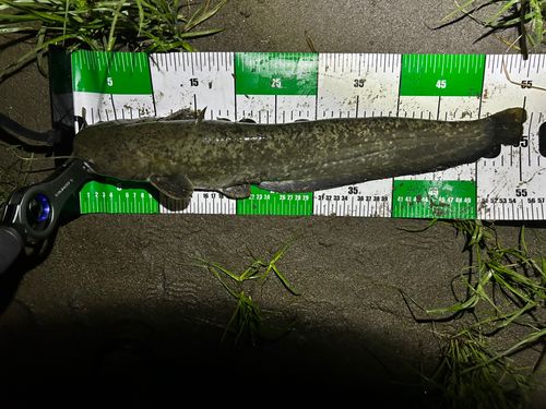 ナマズの釣果