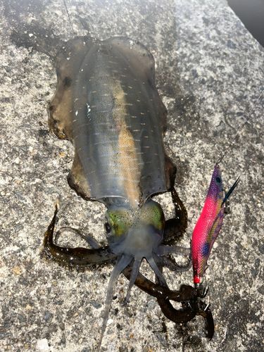 アオリイカの釣果