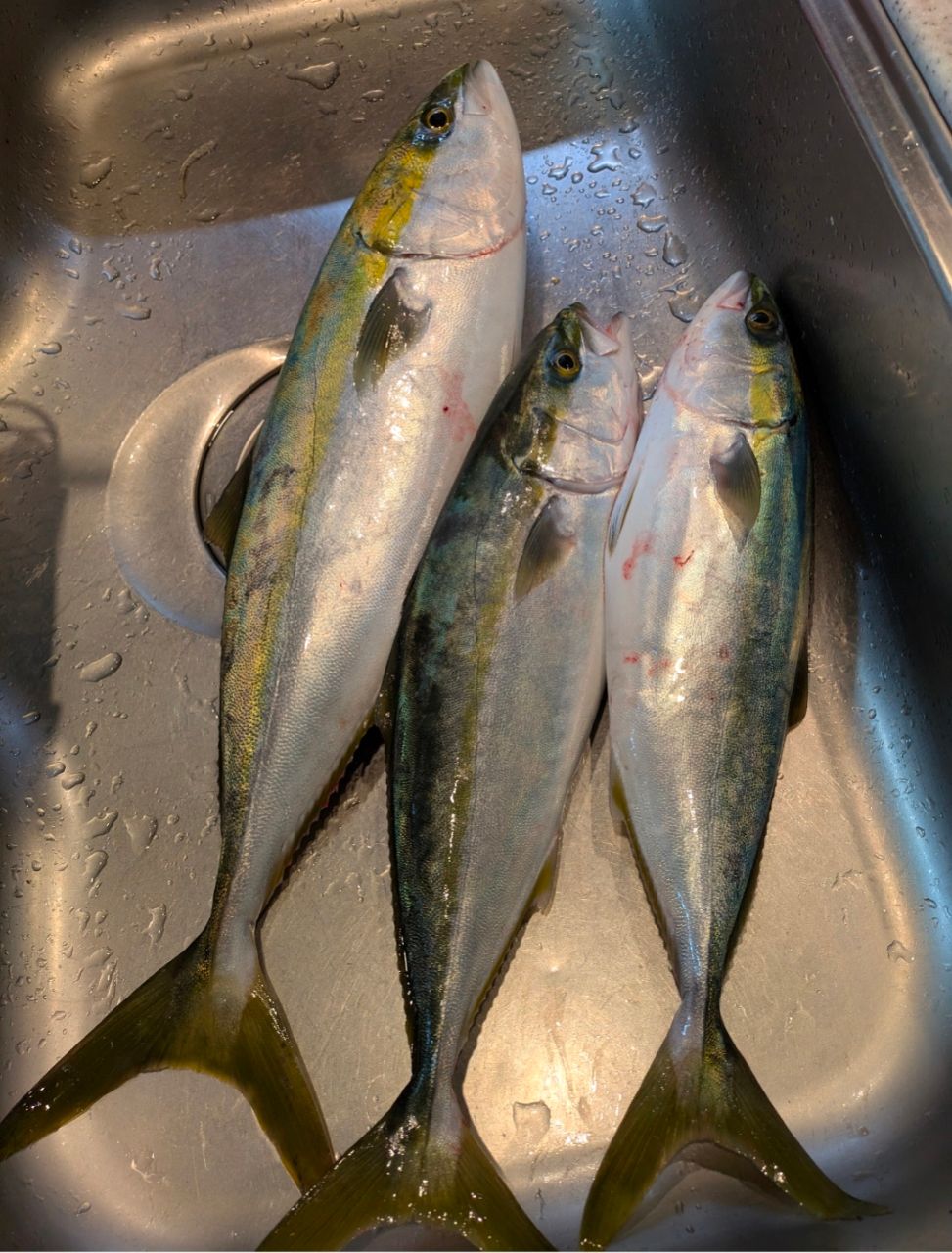 けいすけけいすけさんの釣果 1枚目の画像