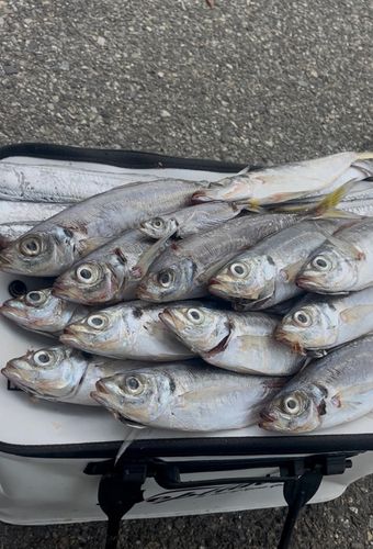 マアジの釣果