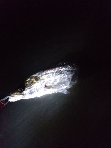 多摩川大橋