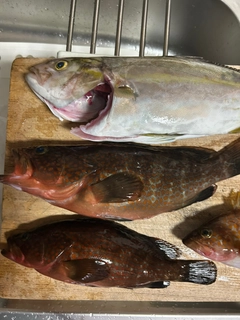 キジハタの釣果
