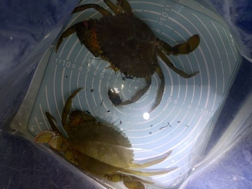 トゲノコギリガザミの釣果