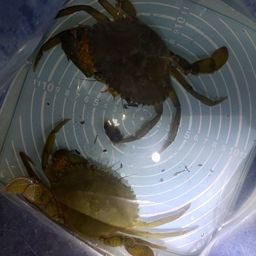 トゲノコギリガザミ