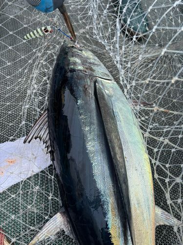 ビンチョウマグロ