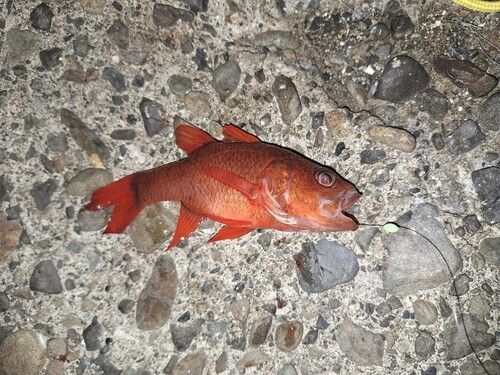 イシモチの釣果