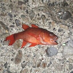 イシモチ
