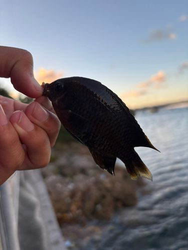 スズメダイの釣果