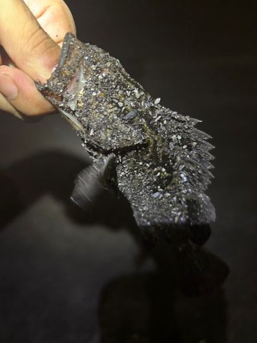 タケノコメバルの釣果