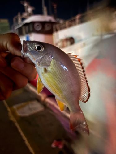 オキフエダイの釣果