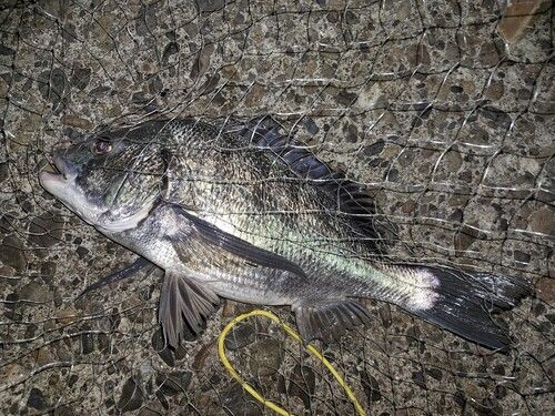 チヌの釣果