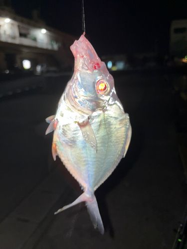 セイタカヒイラギの釣果