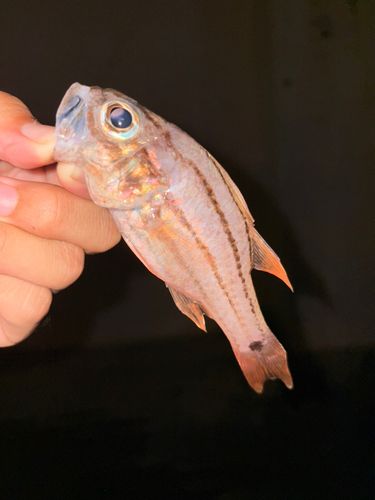 オオスジイシモチの釣果