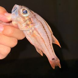 オオスジイシモチ