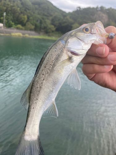 セイゴ（マルスズキ）の釣果