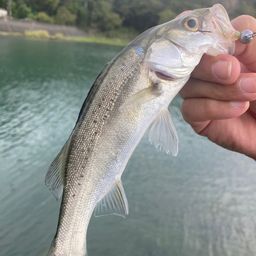 セイゴ（タイリクスズキ）