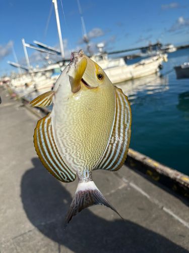 トカジャーの釣果
