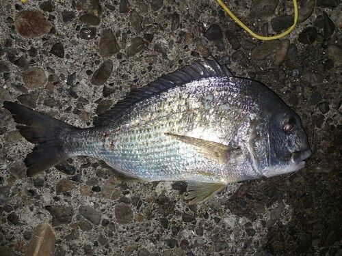 ヘダイの釣果