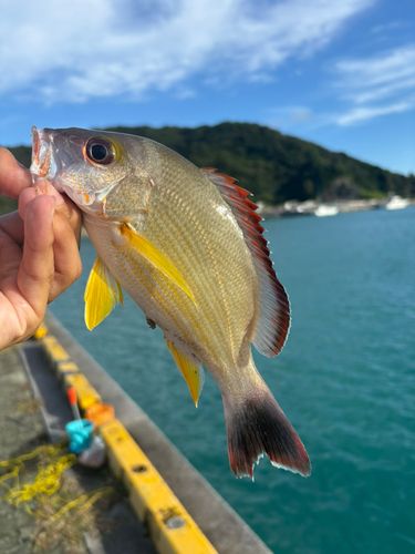 オキフエダイの釣果