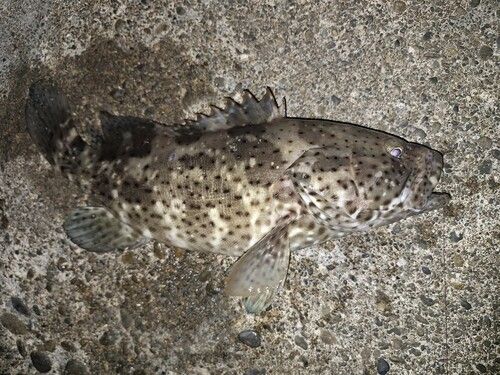 ヤイトハタの釣果