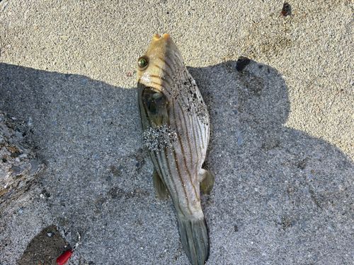 スジモヨウフグの釣果
