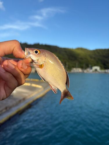 ヒメフエダイの釣果