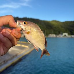 ヒメフエダイ