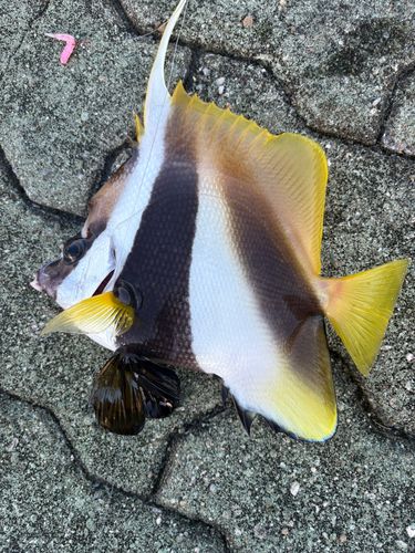 オニハタタテダイの釣果