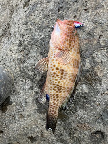 オオモンハタの釣果