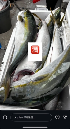 ヤズの釣果