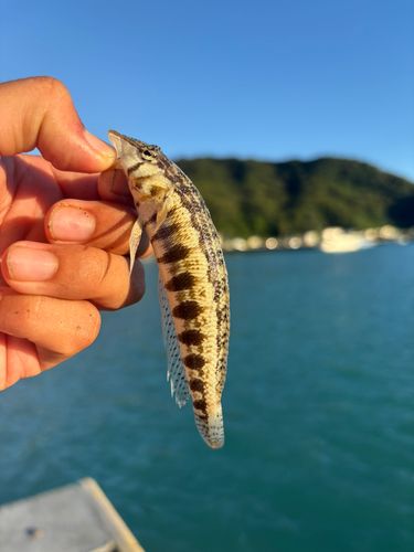 ダンダラトラギスの釣果