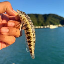 ダンダラトラギス