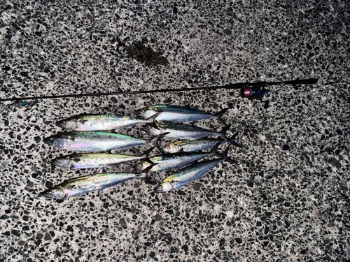 サゴシの釣果