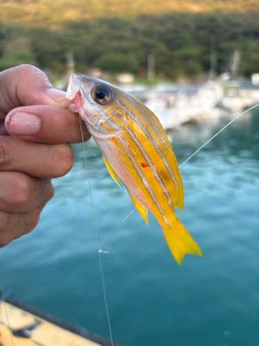 ヨスジフエダイの釣果