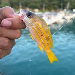 ヨスジフエダイ