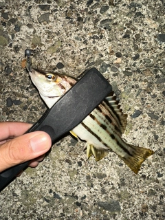 シマイサキの釣果