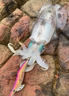 アオリイカの釣果