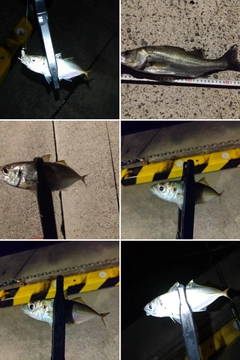 マアジの釣果