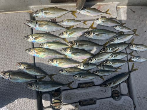 アジの釣果