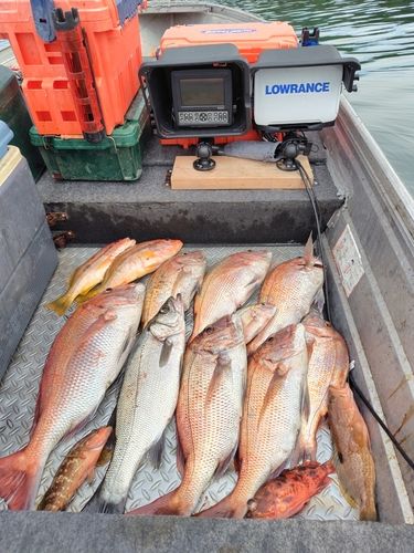 マダイの釣果
