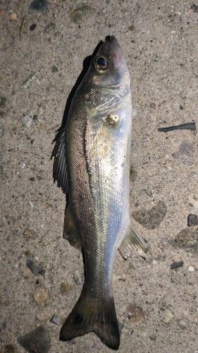 セイゴ（マルスズキ）の釣果