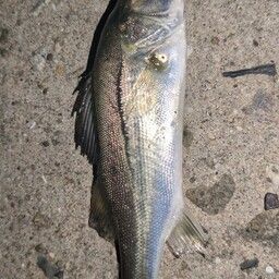 セイゴ（マルスズキ）