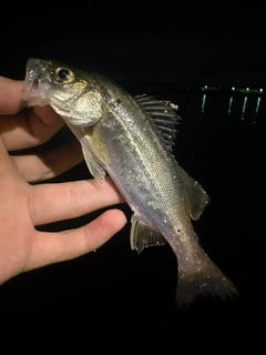 セイゴ（マルスズキ）の釣果